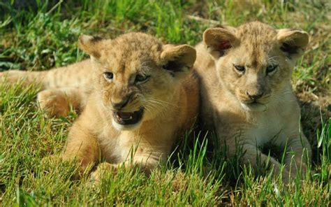 Cinq lionceaux de lAtlas présentés au zoo de Rabat