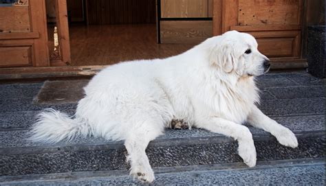 Big White Fluffy Dog Breeds A Guide