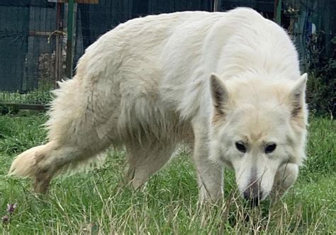 White Swiss Shepherd Beyaz Alman Kurdu Petcim