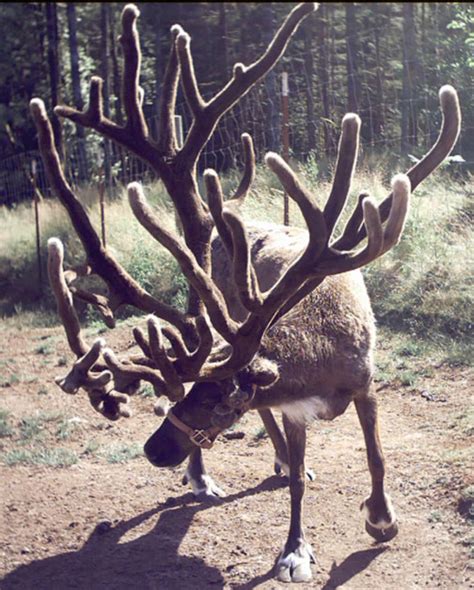 Largest Deer Antlers