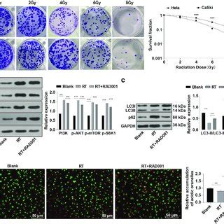 RAD001 Promoted Autophagy By Blocking The RT Induced PI3K AKT MTOR