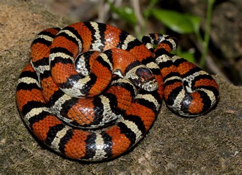 Red Milk Snake Facts, Description, Diet, and Pictures