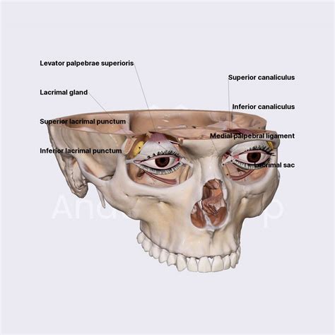 Lacrimal Apparatus Orbit Head And Neck Anatomy App Learn