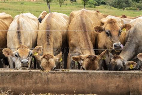 Herd Of Jersey Dairy Cattle In The Confinement Of A Dairy Farm Stock