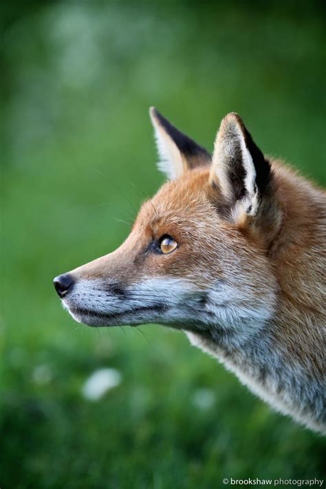 141 Best Fox Head Profile Images On Pinterest Fox Red Fox And Red