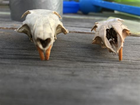 Bone ID - rodent skulls/jaws (Southern California : r/vultureculture