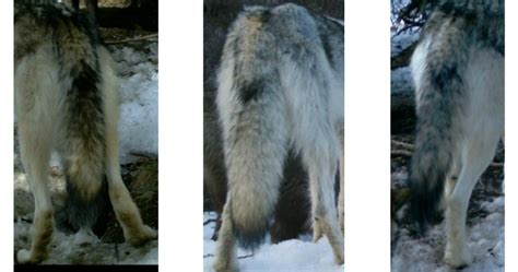 Identifying Denalis Wolves Us National Park Service