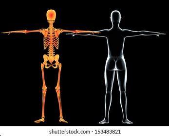 Back View X Ray Woman Body Skeleton Stock Illustration