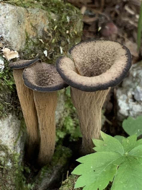 Eastern Black Trumpet Local Fungi Of Nwfl Inaturalist