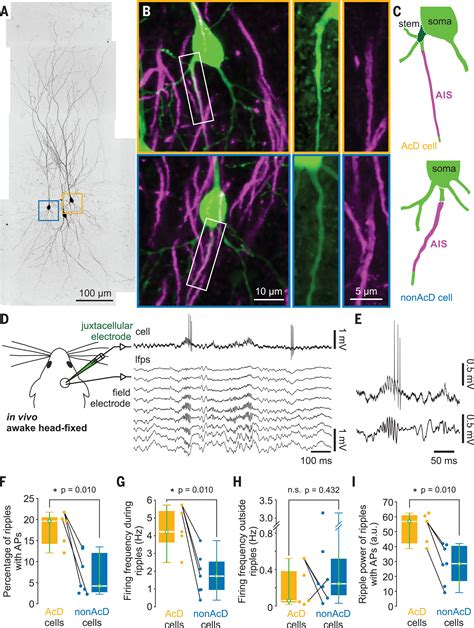 Dendritic Axon Origin Enables Information Gating By Perisomatic