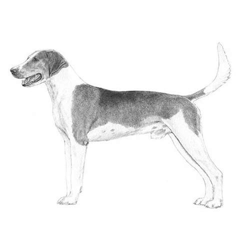 American Foxhound