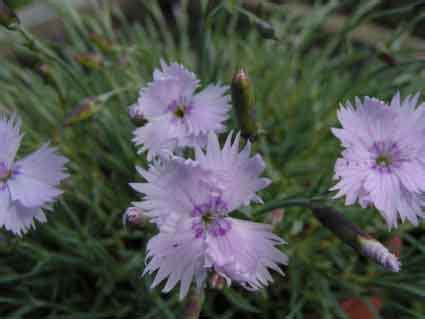 Dianthus