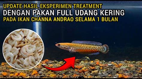 Update Hasi Dari Satu Bulan Eksperimen Treatment Dengan Pakan Udang