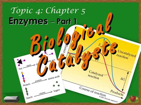 Topic 4 Chapter 5 Part 1 Enzymes Biological Catalysts Ppt