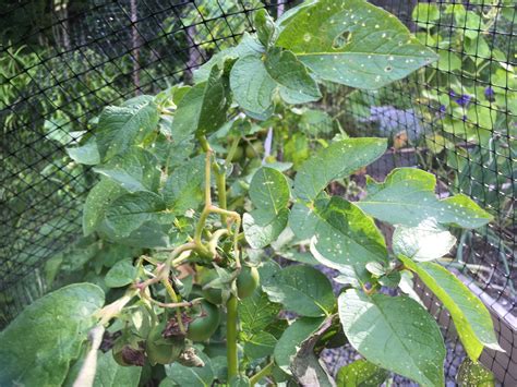 My potato plant decided it is a tomato : r/vegetablegardening