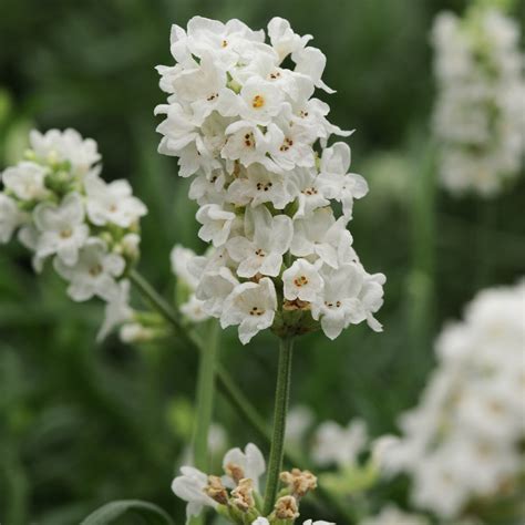 Lavandula Angustifolia Ellagance Snow English Lavender Siteone