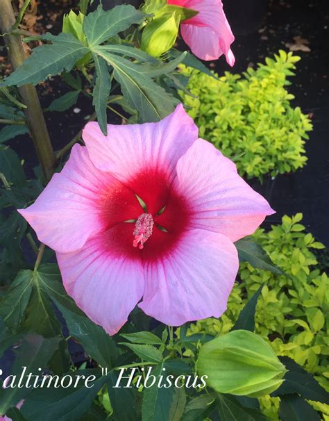 Hibiscus Perennial Lady Baltimore Pink 3g 1995 Growers Outlet