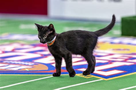 Hallmark Channel's Kitten Bowl VIII | Events | Animal League America