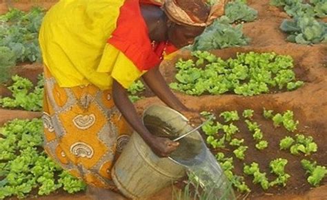 Making Agriculture Sustainable In The Sahel Allafrica