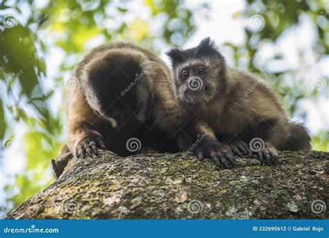 Brown Striped Tufted Capuchin Monkey Stock Photo Image Of Striped