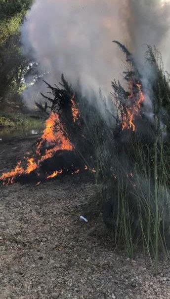 Kırklareli nde 745 bin kök kenevir ele geçirildi