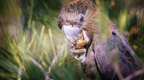 Glossy Black-cockatoo - Back from the Brink - Natura Pacific