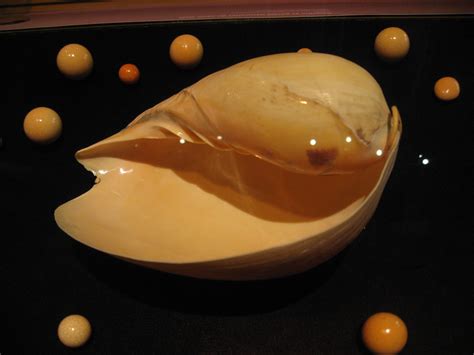 A Shell Of The Indian Volute Melo Melo Surrounded By A Number Of