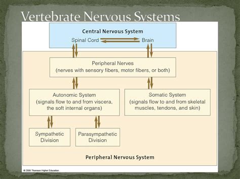 Ppt Neural Control And The Senses Powerpoint Presentation Free