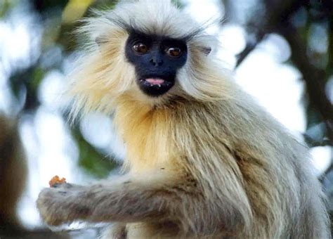 Endangered Species in India | Top 6 Endangered Species