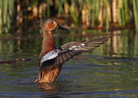 Bathing Cinnamon Teal x Green-winged Teal Hybrid – Feathered Photography