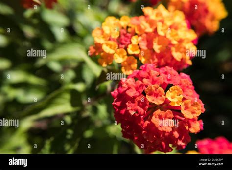 Wild Sage flower Stock Photo - Alamy