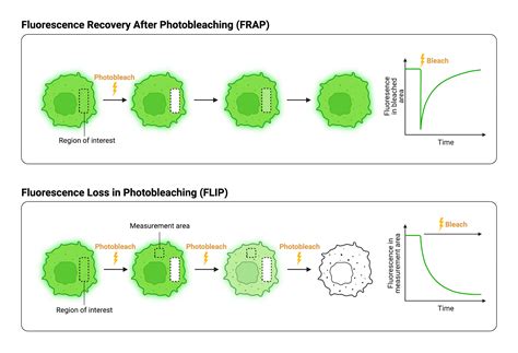 Frap And Flip Biorender Science Templates