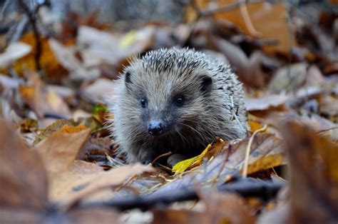 Warum Halten Igel Einen Winterschlaf Alle Infos Auf Einen Blick