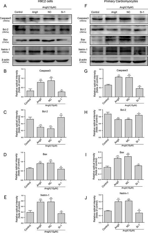 Knockdown Of Netrin Inhibited Apoptosis In Ang Ii Induced Cardiac