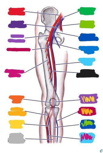 Lower Extremities Flashcards Quizlet