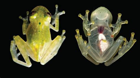 Beautiful New See Through Frog Puts Whole Heart On Display