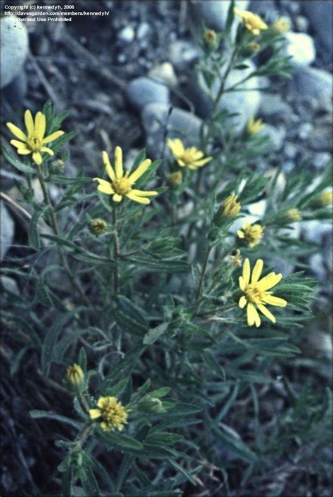 Plantfiles Pictures Heterotheca Species Hairy Golden Aster