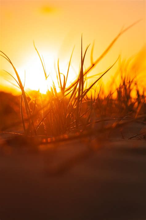 Grass Silhouette Photo at Sunset · Free Stock Photo