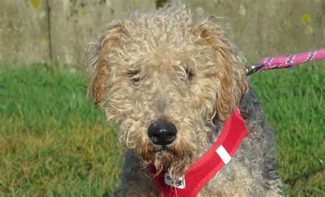 Adoption de Nickie Indéfinie chien fox terrier poil dur région Centre