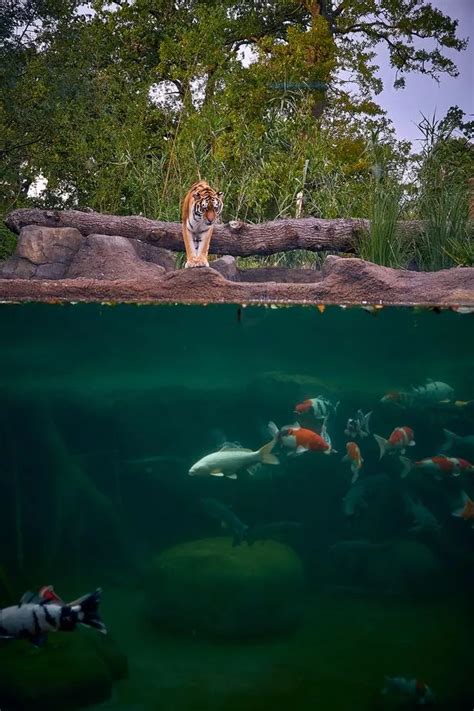 Paradise Wildlife Park Confirm Closure As Second Lockdown Arrives In