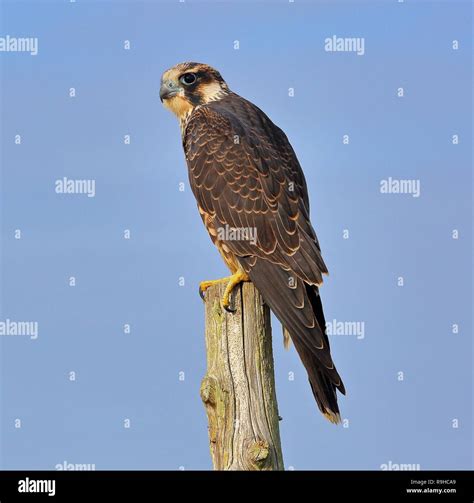 Falcon Talons Hi Res Stock Photography And Images Alamy