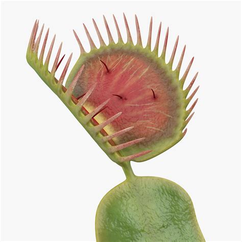 Venus Fly Trap Diagram Labeled