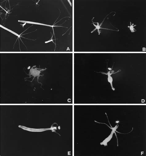 Hydra feeding behaviors. Hydra at rest ( A ). GSH (2.5 ␮ M ) induces a ...