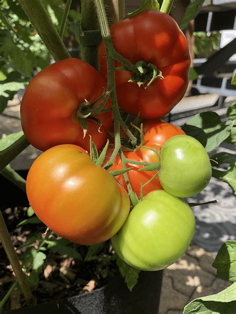 Tomato Sub Arctic Plenty Seeds Heirloom Seeds Canada