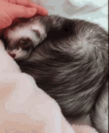 Funny Ferret GIFs | Tenor