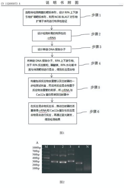 一种crisprcas12a一步核酸检测方法潍坊安普未来生物科技有限公司