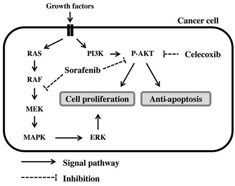 Combining Celecoxib With Sorafenib Synergistically Inhibits Hepatocellular Carcinoma Cells In