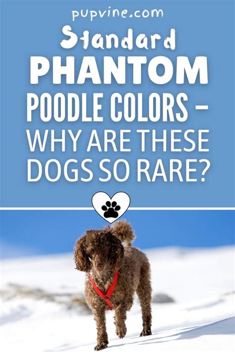 Standard Phantom Poodle Colors – Why Are These Dogs So Rare?