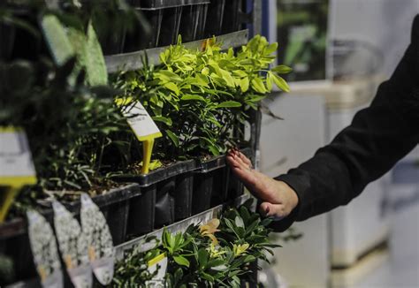 El Sector De Las Plantas Se Reunir En Iberflora En Val Ncia Con La