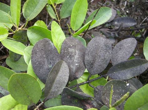 CÓmo Prevenir Las Plagas Y Enfermedades Del Naranjo